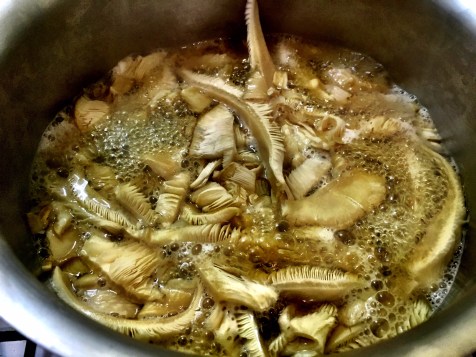 LifeCykle Mushrooms in the Stock